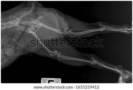 x ray right patellar luxate old dog side view 