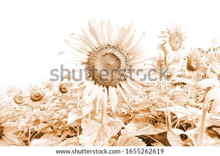 The fields of sunflowers bloom beautifully. Picture in sepia color style.