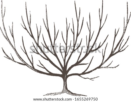 The logo is a vector oak tree isolated on a white background. Bare tree without leaves with empty branches after winter. 