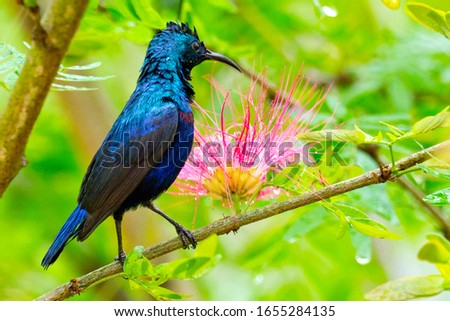 Purple Sunbird, Cinnyris asiaticus, Riverine Forest, Royal Bardia National Park, Bardiya National Park, Nepal, Asia Royalty-Free Stock Photo #1655284135