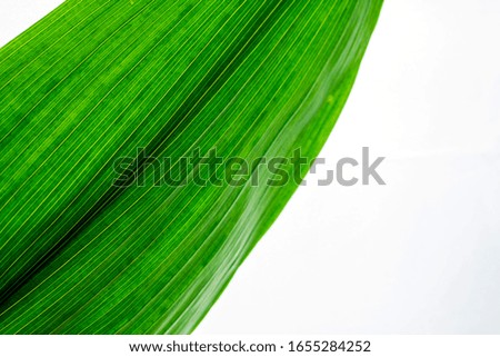 Macro photo of leaf texture. Green leaf plants texture close-up macro.Green leaf of a plant on a white background close-up.