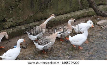 domestic geese and ducks walking in the rural yard