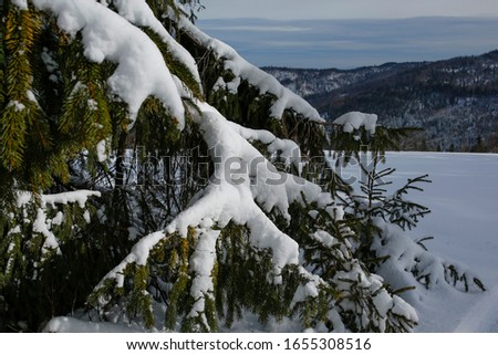 spruce tree covered with snow