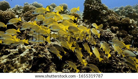 Beautiful bluelined snapper fish in the Pacific Ocean. Underwater life with shoal of yellow fish. Tropical fish near coral reefs. Diving in the clear water.