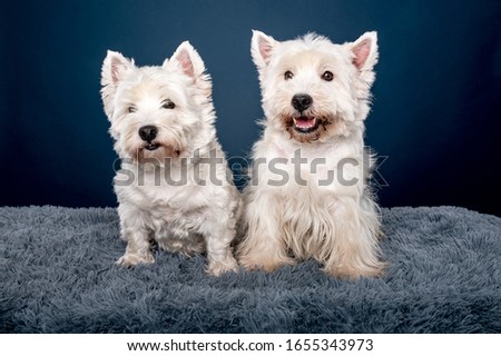 Little dog breed west highland white terrier on dark blue background, close-up studio shot.