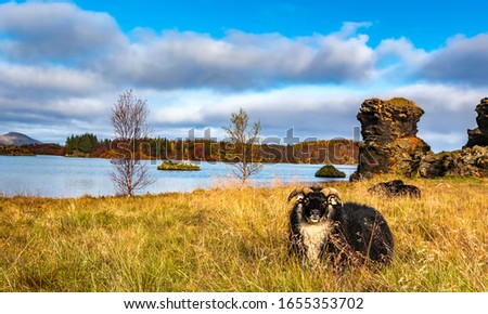 Amazing sunny day on lake Myvatn, Iceland, Europe. Black sheep grazing near volcanic rock formations on volcanic lake Myvatn. Artistic picture. Beauty world. Travel concept.