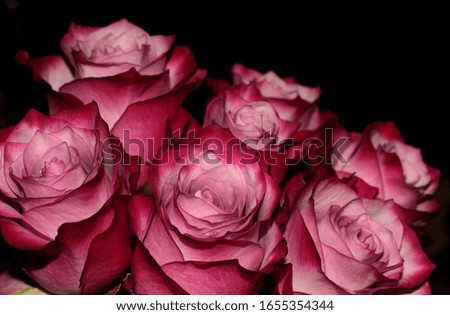 Pink rose buds on a black background. Magic bouquet.