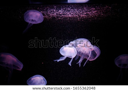 Lila jellyfish forming a beautiful picture