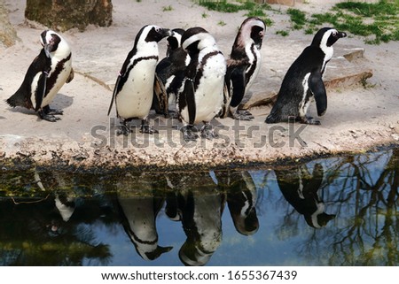 group of penguins near the water
