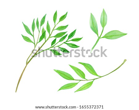 Set of spring green branch with leaves. Watercolor hand-drawn illustration