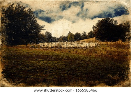 Flock of sheep on beautiful mountain meadow, old photo effect.