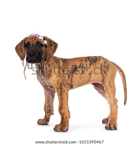 Cute light brindle Great Dane puppy, sitting side ways wearing flower band on head. Looking at camera with shiny dark eyes. Isolated on white background.