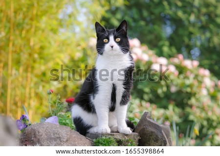 Adorable European Shorthair cat, tuxedo pattern black and white bicolor, sitting curiously on a stone wall in a flowery garden in spring, Germany  Royalty-Free Stock Photo #1655398864
