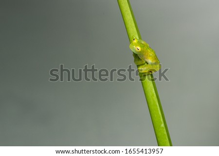 Closeup of a glass frog on a plant