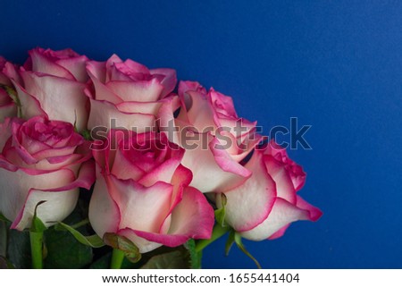 Bouquet of roses on royal blue background. Close up of flowers. Concept of Mothers Day, 8 March, Women’s Day. 

