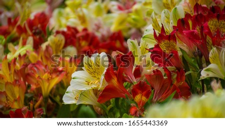 The yellows and reds shine together creating a beautiful flowery picture