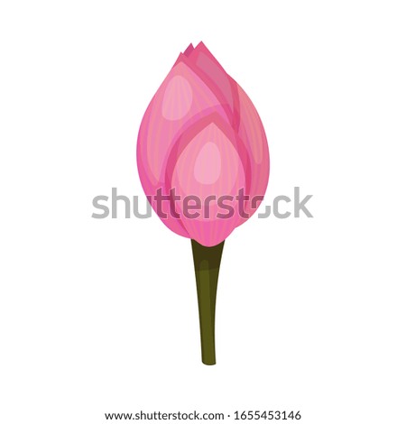 Closed Bud of Lotus Flower with Pink Petals Isolated on White Background Vector Illustration