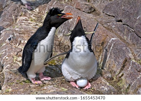 Breeding Rockhopper penguins on the Isla Pinguino (Penguin Island) near Puerto Deseado, Patagonia/ Argentina