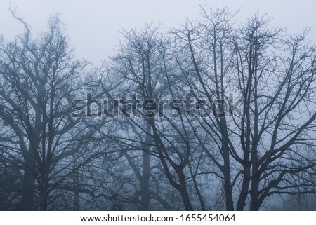 silhouette of a tree in fog
