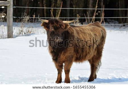Highland cow standing in snow covered pasture