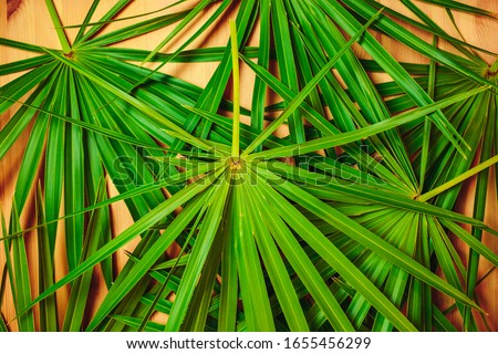 Green palm branches on the wooden background. Ecological card with palm leaves.