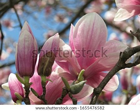 spring magnolias beautiful bink flowers 