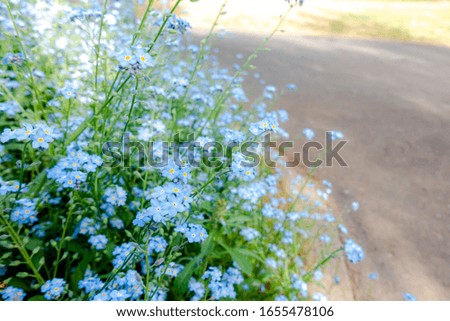 Blue color forget-me-not flowers blooming by the road side.