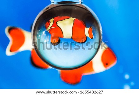 tropical fish in spherical bowl