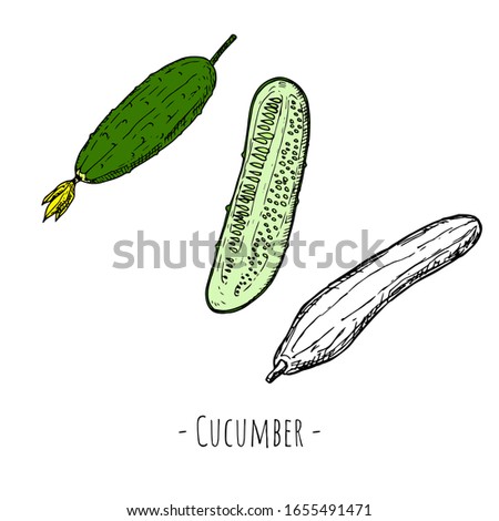 Cucumbers. Vector cartoon illustrations. Isolated objects on a white background. Hand-drawn style.
