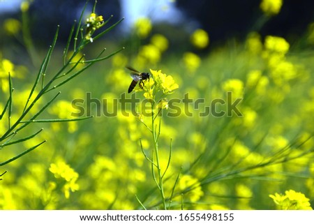 a bee picking pollen from mustard flower. beautiful yellow flowers of mustard