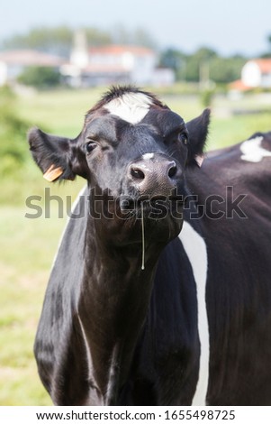A black and white milk cow drools in a very funny gesture. Bos primigenius taurus