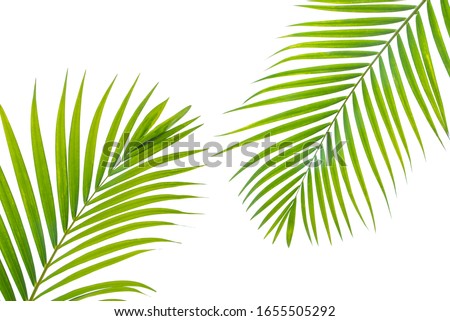 palm leaves isolated on white background