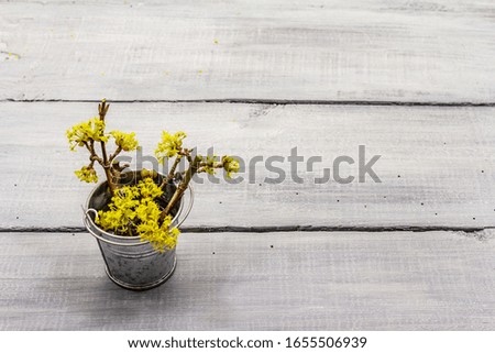 Fresh flowering sprigs of dogwood in tin bucket. Springtime mood concept, card template, wallpaper, backdrop. Wooden boards background, copy space