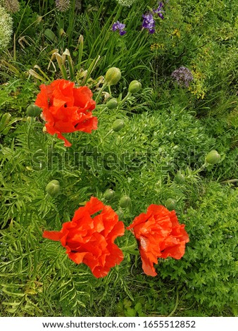 wonderful beauty of the poppies in the nature