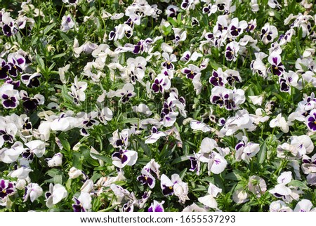 Pansy pattern, background, texture. Wildflowers of white purple color and green grass
