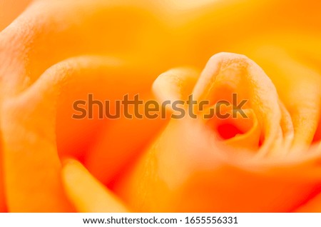 Blurred orange roses with blurred patterned backgrounds