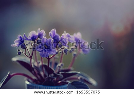Violets in a pot close-up, art fotography. Beautiful moody background.