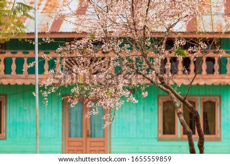 radiant cherry blossom blooming in poverty village at springtime