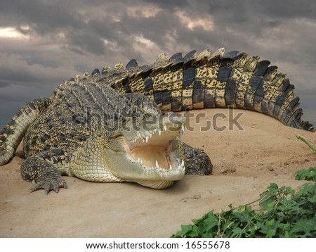 salt water crocodile Royalty-Free Stock Photo #16555678