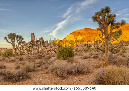 Headstone Rock stands prominently in the Ryan campground region of Joshua Tree National Park in California, USA.