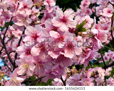 Colorful pink color cherry blossom or know Japanese local name call sakura while early full blossom in February.