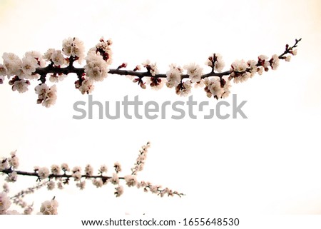 Close up cherry blossom on  white background - Stock image. Blooming Japanese sakura buds and flowers on light sky with copy space. Spring background
