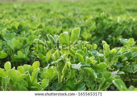 In the spring farm field young alfalfa grows
