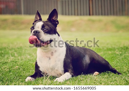 Boston Terrier Dog with tongue out