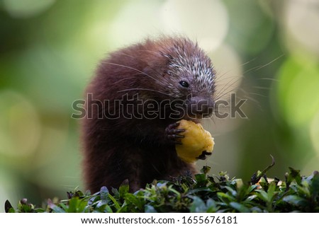 Cute porcupine baby eating fruit