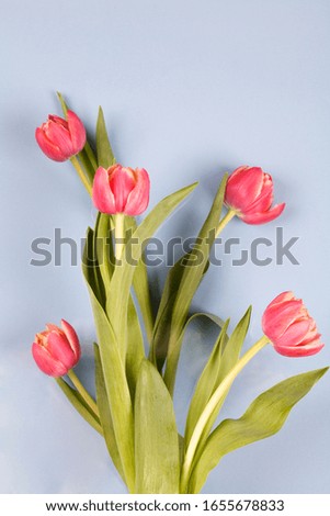 Beautiful spring flowers. red tulips on blue background. design for greeting card