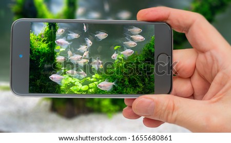 Underwater world of aquarium on smartphone screen. Underwater world of aquarium. Plants and fish in freshwater aquarium. Natural background Natural habitat. Home hobby.