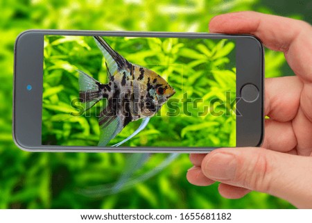 Underwater world of aquarium on smartphone screen. Underwater world of aquarium. Plants and Pterophyllum fish in freshwater aquarium. Natural background Natural habitat. Home hobby.
