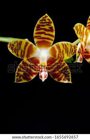 a macro closeup of a beautiful yellow red orange stripes Phalaenopsis amboinensis tiger orchid flower botanical species branch isolated on black