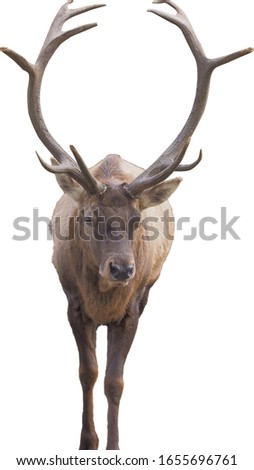 Brown deer standing full size isolated at white background